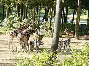Burgers Zoo - Arnhem - Pays-Bas