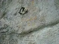 Bolt, not suitable for rappeling