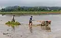 Two farmers driving a tractor towing a raft loaded with green rice sheaves to be planted in a paddy field