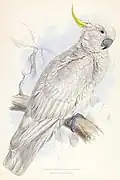 Greater sulphur-crested cockatoo in Illustrations of the Family of Psittacidae, or Parrots, 1832