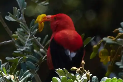Feeding on māmane