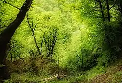 Forest near the village