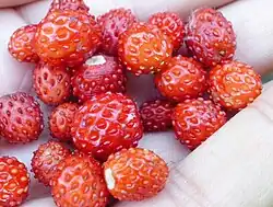 Wild strawberries in a hand