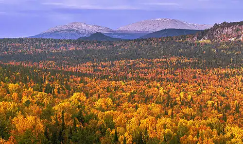 Forest around mount Yamantau