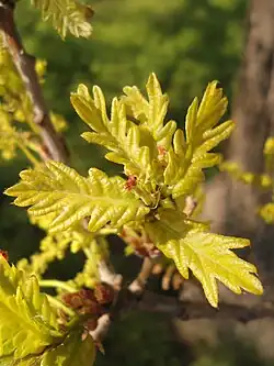 New leaves and reddish pistillate or 'female' flowers of Q.&nbsp;robur