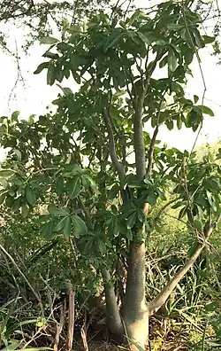 Adenium Arabicum Tree, Tihama, Jizan, Southwest Saudi Arabia