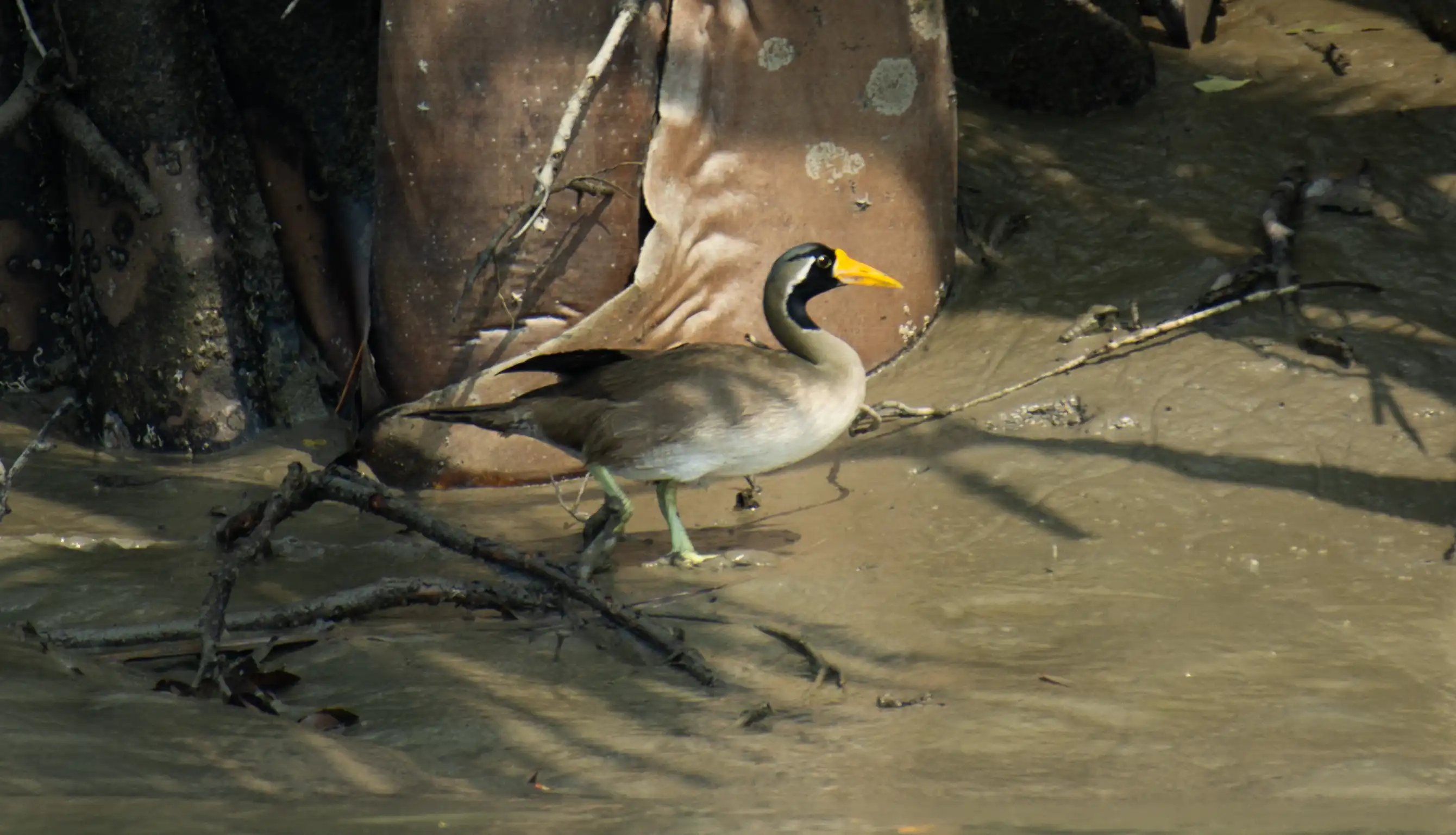 কালামুখ_প্যারাপাখি_(Heliopais_personatus)সুন্দরবন_পূর্ব_বন্যপ্রাণ_অভয়ারণ্য,_বাংলাদেশ