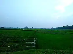 Fields in Zakiganj