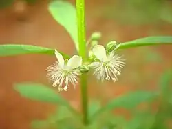 Flower of Scoparia dulcis