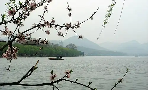 Listening to Orioles at Willow Waves