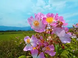 Blossom of var. cathayensis on the Kuma River of Japan.