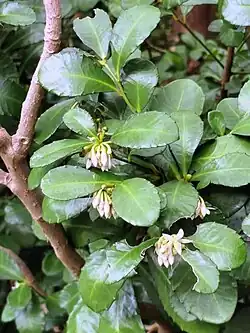 Ardisia cornudentata