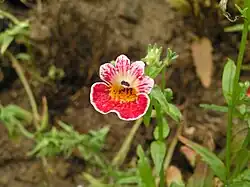 At the Taipei International Flora Exposition