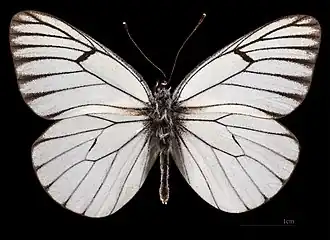 Aporia crataegi augusta ♂