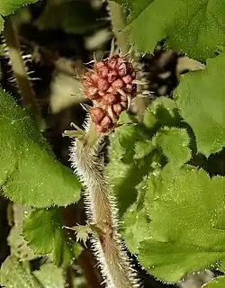 Heuchera sanguinea - Immature inflorescence