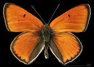 Lycaena dispar ♂