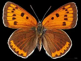 Lycaena dispar ♀