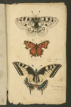 Illustrations of Apollo, Polygonia c-album and a Swallowtail butterfly