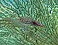 Longnose hawkfish at Raja Ampat, Indonesia