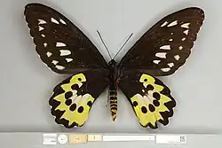 Ornithoptera rothschildi, Syntype female ventral view