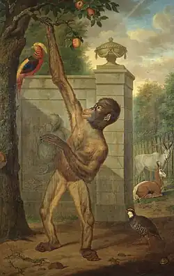 Orangutan in the zoo of William V, picking an apple