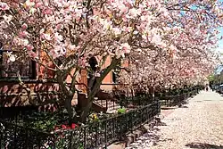 Magnolias, Commonwealth Avenue, 2013