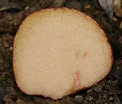 An image of Rhizopogon roseolus showing a close up of gleba locules.