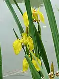 Yellow iris or flag