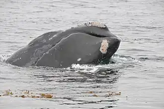 Single gray whale surfacing at Anacapa Island Special Closure