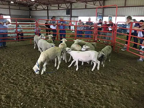 Ram lambs at the 2017 APSA National Sale.