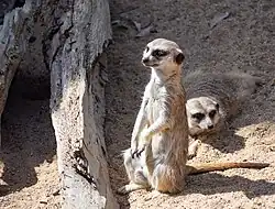 Meerkats