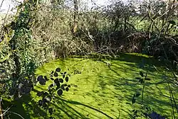 Flooded secondary well of the La Grille well.