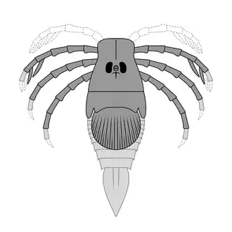 Megarachne was a large freshwater eurypterid from South America that was originally misidentified as a spider