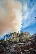 Burnoff after clearfell logging of native forest located 210m from beginning of Mount Tanglefoot track
