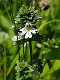 Eyebright, Euphasia officinalis agg.