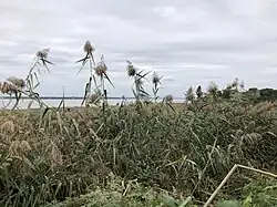 View north along the land border of New Jersey and Delaware on Finns Point