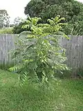 Two-year-old red cedar, growing in a backyard, Casino, Australia