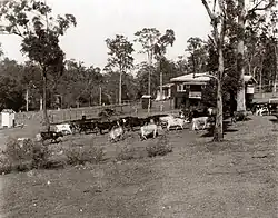 Dairy cows around 38 Piddington St, St Johns Wood. Ekka Wednesday 1938