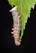 Larva