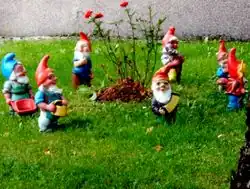 Seven garden gnomes around a rosebush.