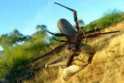 A Queensland female and a locust fight in its web