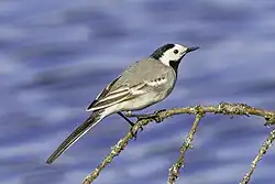 White wagtail, Vaxholm, Stockholm
