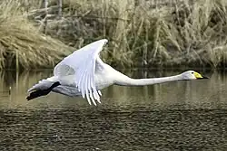 Whooper swan, Vaxholm, Stockholm