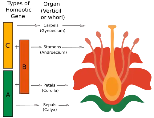Diagram that shows that the C gene results in carpels, C + B genes results in stamens, A + B genes results in petals, and the A gene results in sepals.