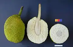 The fruit of the breadfruit tree&nbsp;– whole, sliced lengthwise and in cross-section
