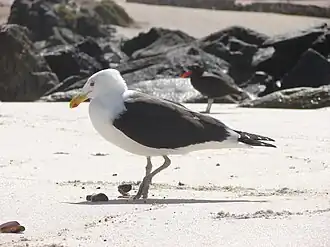 Subspecies L. d. dominicanus stealing a meal of shellfish from blackish oystercatchers in Bahía Inglesa, Chile