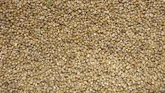 Closeup picture of pearl millet