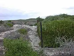 A fence, with dense vegetation of shrubs on the right, and a few small shrubs on sand on the left.
