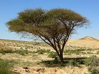 The Acacia tree was associated with Iusaaset, the primal goddess of Egyptian mythology.