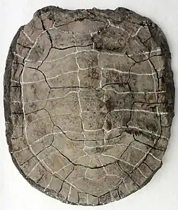 Acherontemys heckmani fossil carapace